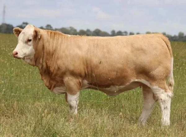 5e35103fc97f2b60fed0b016d9a65be1 Simmental Cattle for Sale