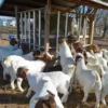 Boer Goats for Sale