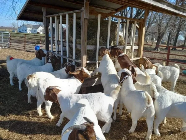 Boer Goats for Sale