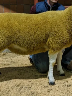 Texel Sheep for Sale
