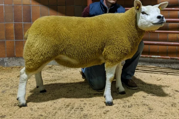 Texel Sheep for Sale