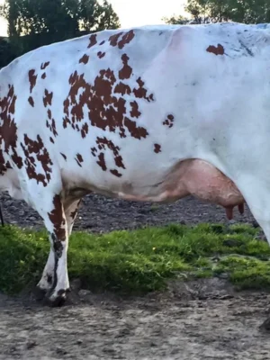 77337c8426d8d94e106b79b2ad44bfbf Ayrshire Cows for Sale