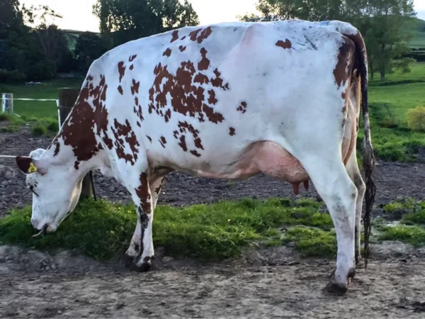 Ayrshire Cows for Sale