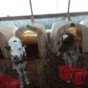 Brown Swiss Cows For Sale