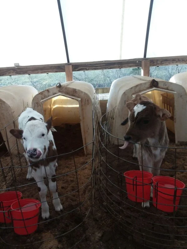 Brown Swiss Cows For Sale