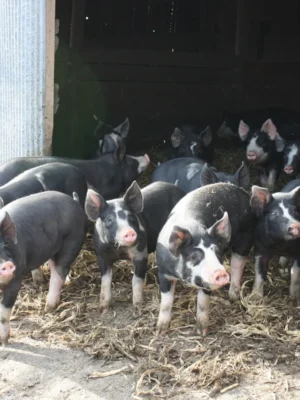 7b96ec1eb5c75b7e5503467a66461875 Berkshire Pigs for Sale