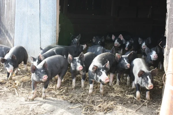 Berkshire Pigs for Sale