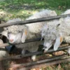 Angora goats for sale