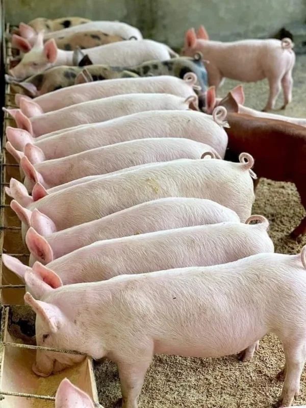 Landrace Pigs for sale