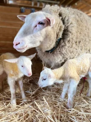 East Friesian Sheep for Sale