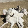 Saanen Goats for Sale