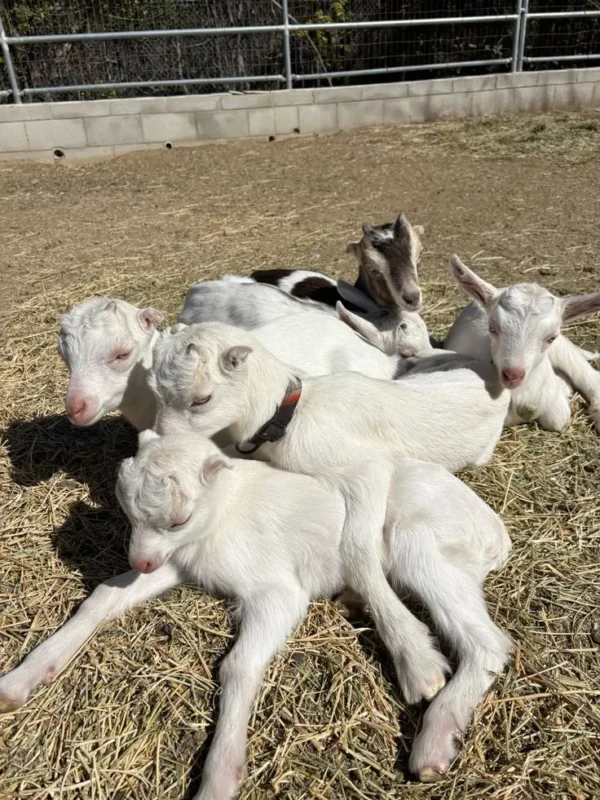 Saanen Goats for Sale