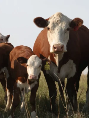 Hereford Cattle for Sale