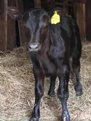 Angus Calves for Sale