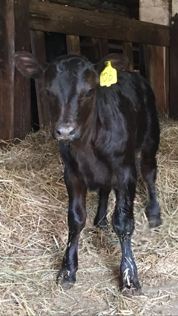 Angus Calves for Sale