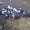 Hampshire Pigs For Sale