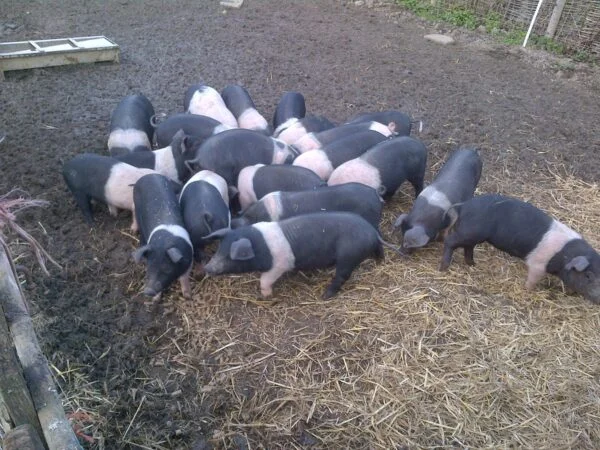 Hampshire Pigs For Sale