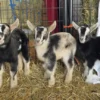 Alpine Goats for Sale