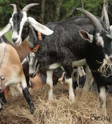 Alpine Goats for Sale