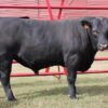 Angus Cattle for Sale Angus Cattle for Sale