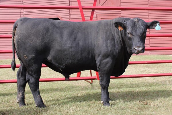 Angus Cattle for Sale Angus Cattle for Sale