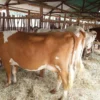 Ayrshire Cows for Sale