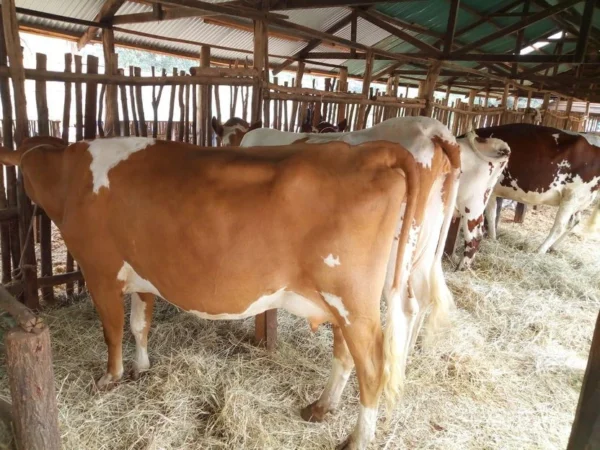 Ayrshire Cows for Sale