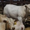 Charolais cattle for sale