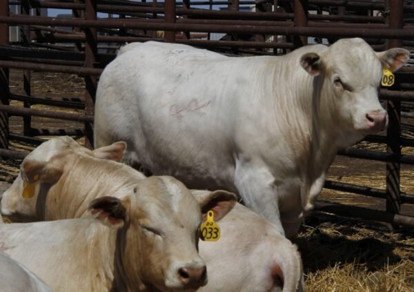 Charolais cattle for sale