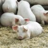 Chester White Pigs for Sale