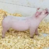 Chester White Pigs for Sale