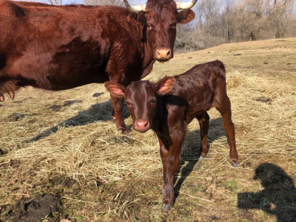 Devon Cattle for Sale