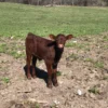 Devon Cattle for Sale