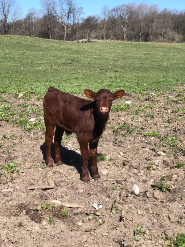 Devon Cattle for Sale