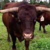 Devon Cattle for Sale