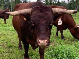 Devon Cattle for Sale