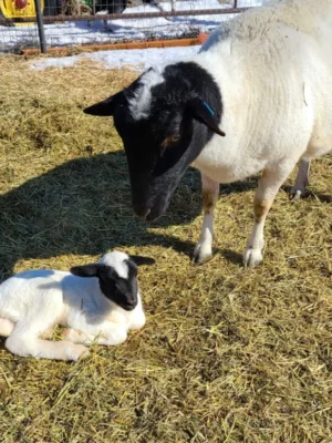 Dorper Sheep for Sale