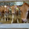Guernsey Cows For Sale
