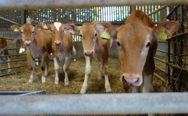 Guernsey Cows For Sale