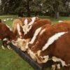 Hereford Cattle for Sale
