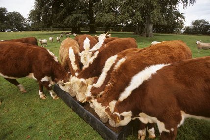 Hereford Cattle for Sale
