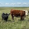 Hereford Cattle for Sale