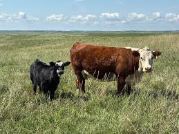 Hereford Cattle for Sale