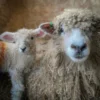Lincoln Sheep for Sale
