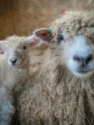 Lincoln Sheep for Sale