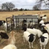 Dorper Sheep for Sale