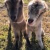 LaMancha Goats for Sale