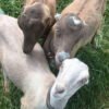 LaMancha Goats for Sale