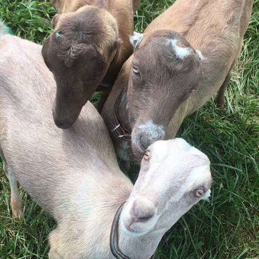 LaMancha Goats for Sale