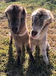 LaMancha Goats for Sale